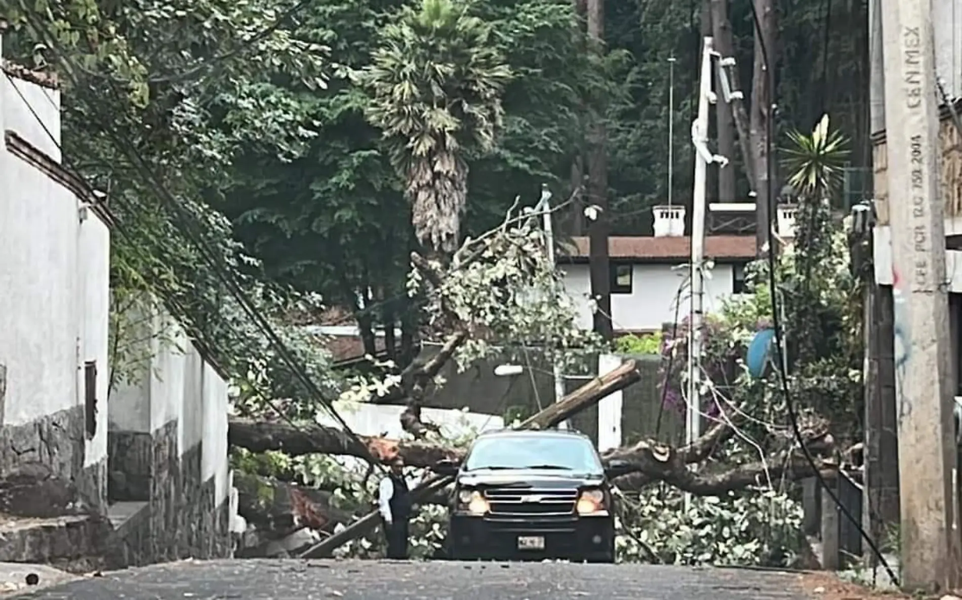 cae arbol valle